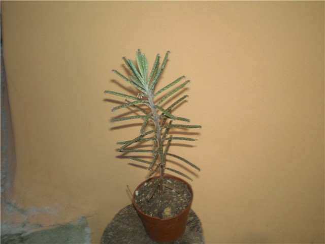 Kalanchoe tubiflora